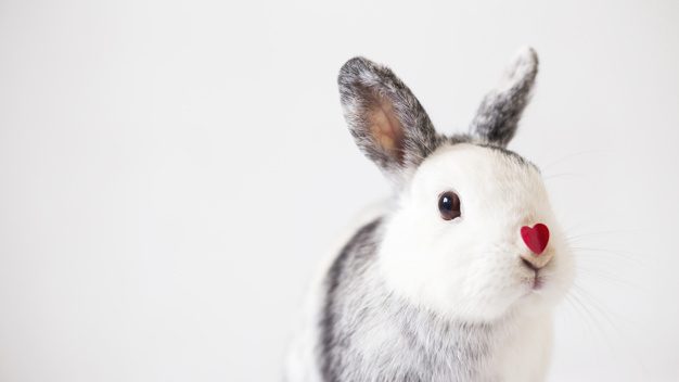 crueltyfree nyuszi