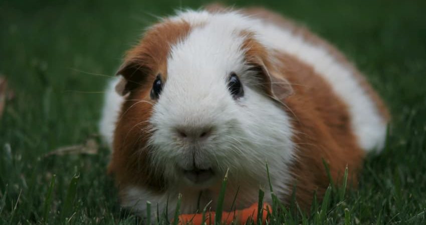 Mitől lesz egy termék cruelty-free? Mitől lesz egy termék cruelty-free?