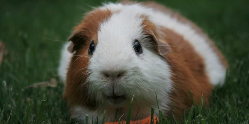 Mitől lesz egy termék cruelty-free? Mitől lesz egy termék cruelty-free?