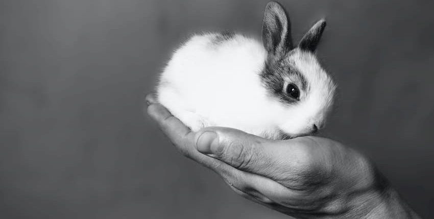 Mit jelent a cruelty-free Mit jelent a cruelty-free